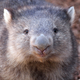 Illustration for article titled Science Fact: Wombat Poop Is Cube-Shaped